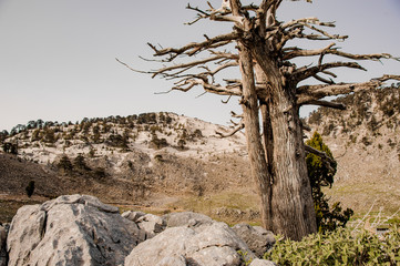 Landscape of the forest in highlands of Turkey