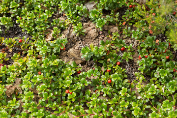 Fruit of the Bearberry Arctostaphylos uva ursi