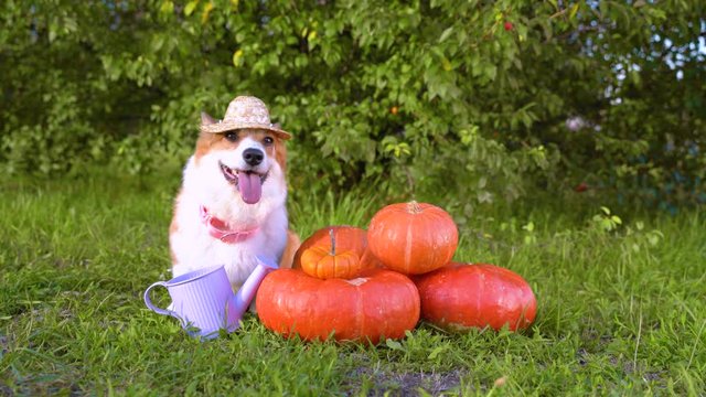 Cute Welsh Corgi dog in a straw hat, sitting next pile of different sized orange pumpkins on green grass on a background of trees and purple garden watering can