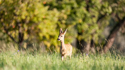 Surprised Deer near Stuttgart (Germany)