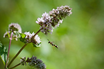 Fliegende Lehmwespe auf Minze