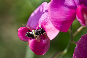 Wildbiene auf Ziererbsen Blüte