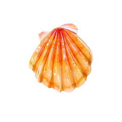 Yellow sea shell scallop.