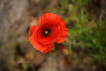 Close-up of the poppy flower near rocks