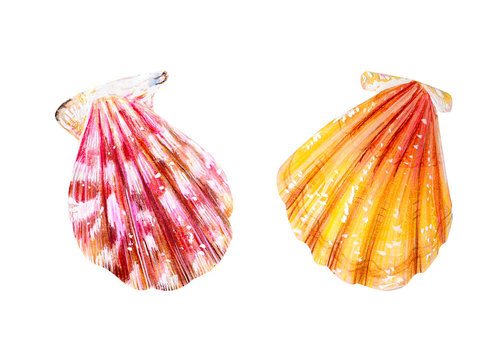 Set of two isolated sea scallops.