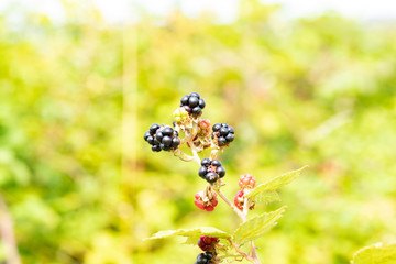 blackberries