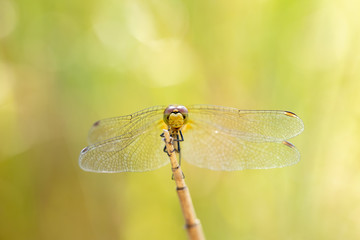 Common Darter Dragonfly 7