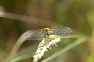 Common Darter Dragonfly 3