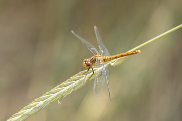 Common Darter Dragonfly 2