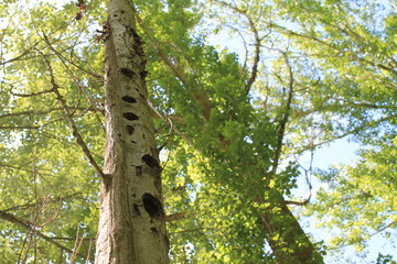 Fototapeta premium ÁRBOL RESERVADO