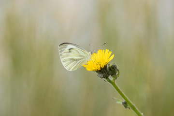 Wood white 1