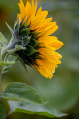 Sonnenblume
