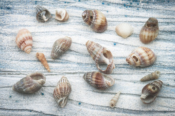 Fototapeta na wymiar Sea shells on blue textured background