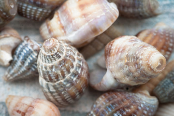 Sea shells on blue textured background