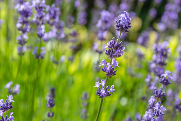 Floral background of lavender blooming. Purple lavender flowers on natural background.
