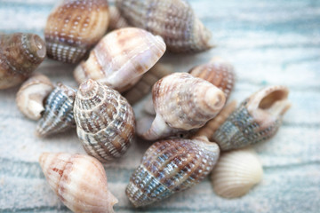 Sea shells on blue textured background