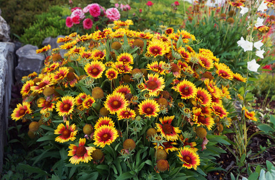 Kokardenblume, insektenfreundliche Pflanze