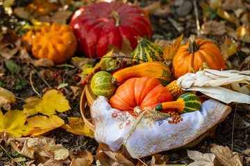 Pumpkins in basket. Defocused colorful leaves in the background. Autumn harvest. Outdoor still life.