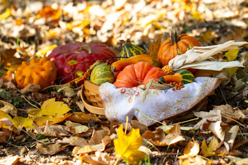 Pumpkins in basket. Defocused colorful leaves in the background. Autumn harvest. Outdoor still life.