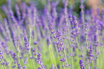 Floral background of lavender blooming. Purple lavender flowers on natural background.