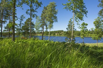 Gorgeous nature landscape view on sunny summer day. Green trees and plants around lake on blue sky background. Beautiful backgrounds.