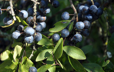 On the branch bush mature berries blackthorn