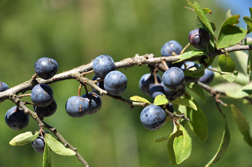 On the branch bush mature berries blackthorn