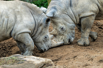 Two rhinos - a young male and an adult male jostling with horns touching each others heads. 