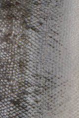 The fish scale close up. Salmon scale
