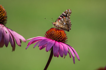 Butterfly on coneflower