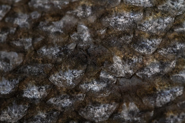 The fish scale close up. Salmon scale