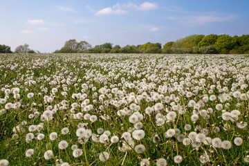 Wiese mit Pusteblumen