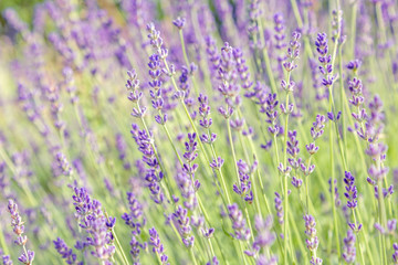 Floral background of lavender blooming. Purple lavender flowers on natural background.