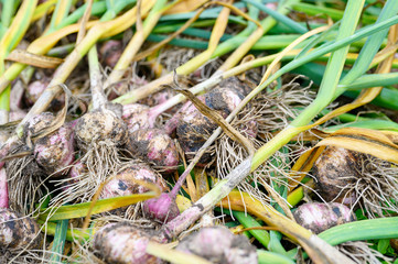 Harvest of garlic in the garden