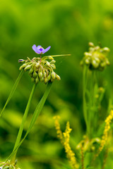 015-flower-wdsm-26jun19-06x09-009-500-1313