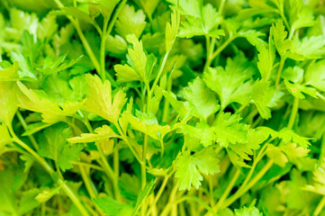 bunch of fresh garden parsley