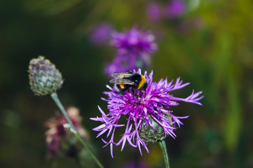 A large shaggy bumblebee collects nectar from a burdock flower.