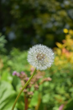 dandelion summer