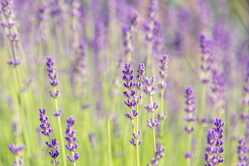 Floral background of lavender blooming. Purple lavender flowers on natural background.