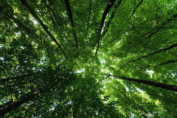 bottom view of trees with green and fresh leaves in summertime