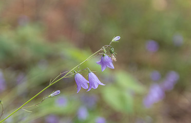 Campanula patula. Spreading bellflower. Violet flower.