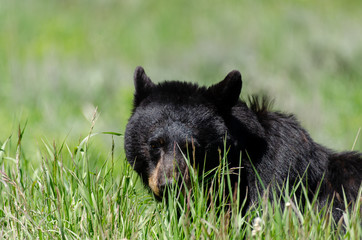 Black bear at lamar valley
