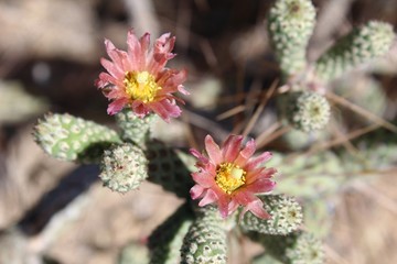 Casually described as Pencil Cholla, phytogenically labeled Cylindropuntia Ramosissima, this native of Southern Mojave Desert plant communities in Joshua Tree National Park blooms during early Summer.