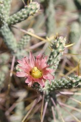 Casually described as Pencil Cholla, phytogenically labeled Cylindropuntia Ramosissima, this native of Southern Mojave Desert plant communities in Joshua Tree National Park blooms during early Summer.