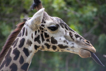 Obraz premium portrait of a giraffe with tongue out