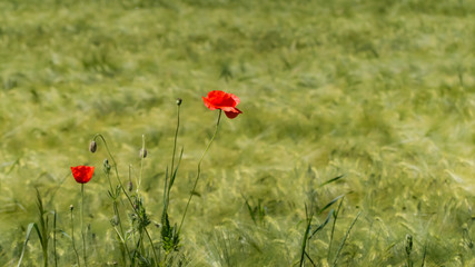 red poppy in field