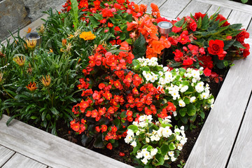 Summer flowerbed with begonias