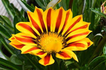 Gatzania flower close-up. Summer flowerbed in the garden.