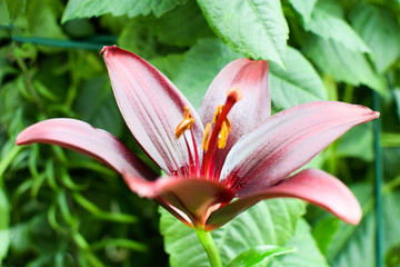 Dark burgundy lily. Varieties of black lilies.