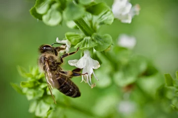 Fotobehang Biene auf Basilikum Blüte © Marco